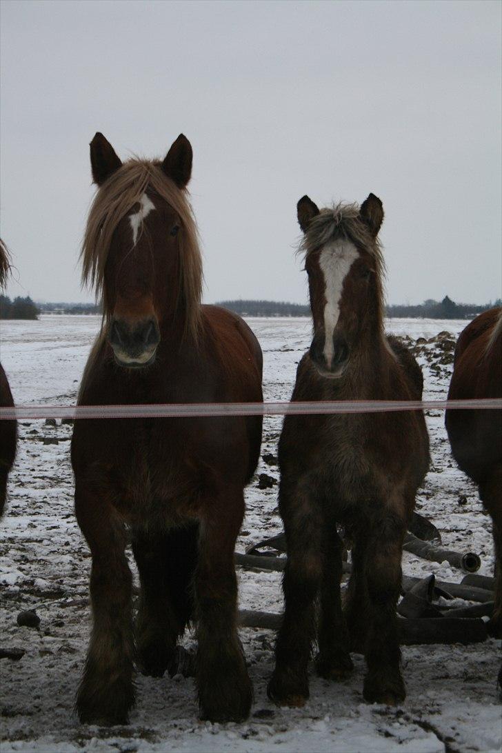 Jyde Thor (Thorkild) - Thorkild og Isabella 2011 billede 9
