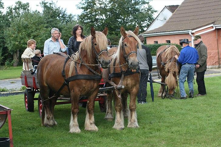 Jyde Thor (Thorkild) - Thorkild og Rico for vogn 28 August 2010 billede 10