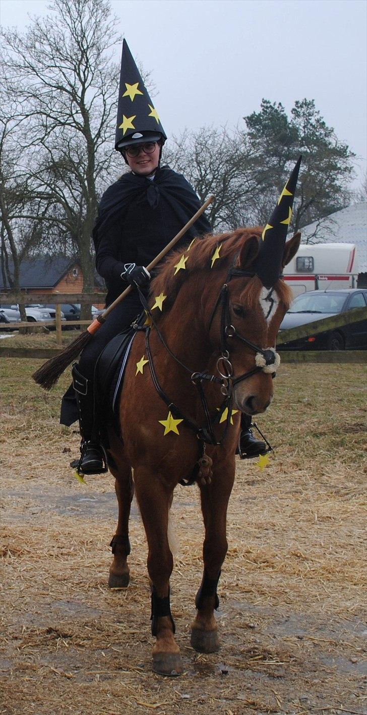 New Forest Foinix Dyrekjær - B-PONY! - føtex og jeg var Harry potter, i den éne klasse til fastelavnstævne (første stævne - to uger efter jeg fik ham) foto: mor billede 10