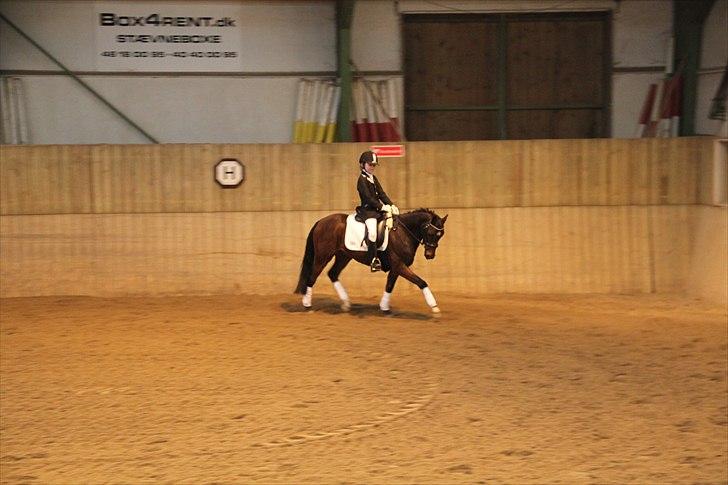 DSP Nørlunds Magic Boy - Stævnedebut i Vallensbæk - vandt med 69%. billede 1