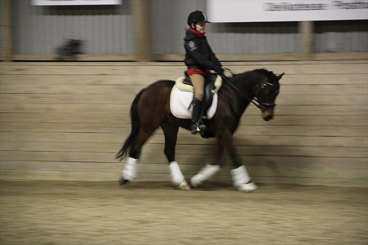 DSP Nørlunds Magic Boy billede 8