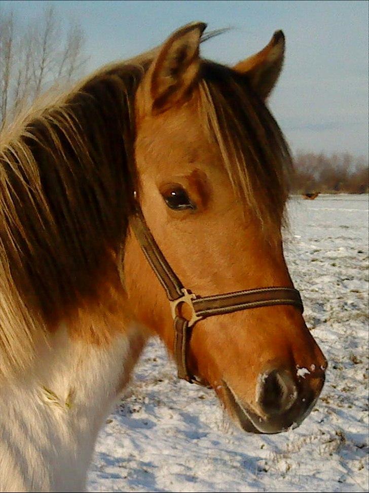 Anden særlig race Gormiti - lånepony - Smuksakken - vinter 2010-11 billede 1