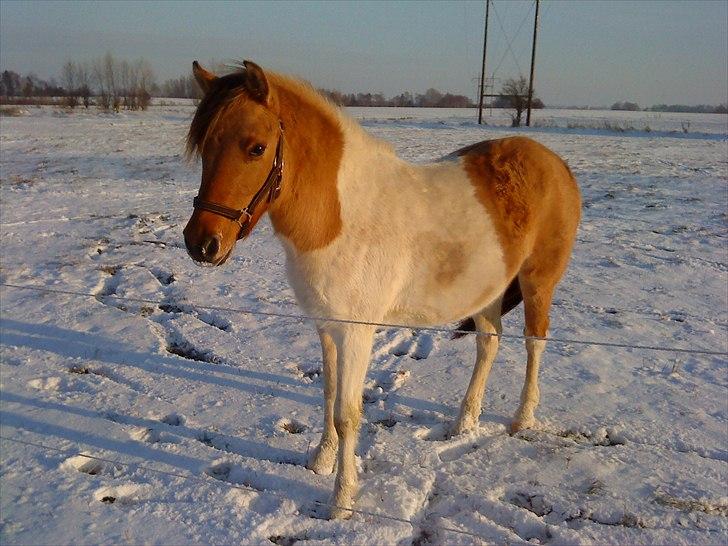 Anden særlig race Gormiti - lånepony billede 4