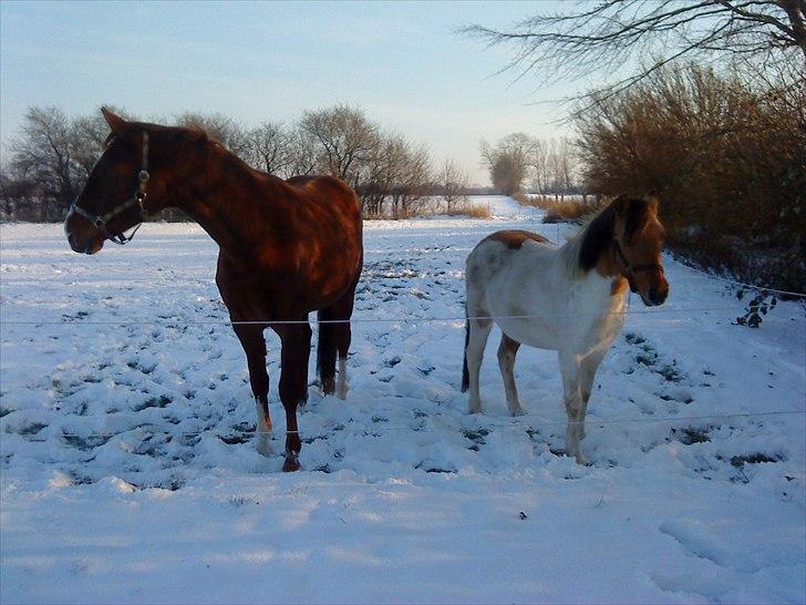 Anden særlig race Gormiti - lånepony billede 5