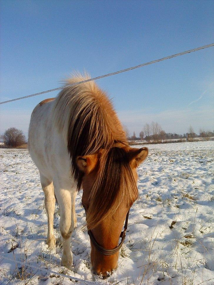 Anden særlig race Gormiti - lånepony billede 6