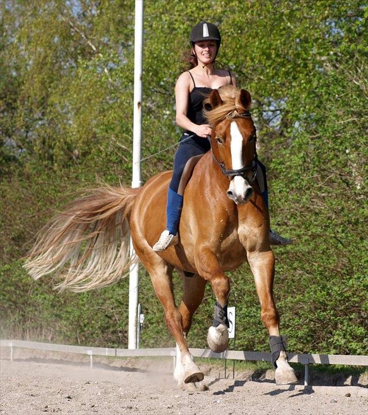 Anden særlig race Casmir (part) billede 3
