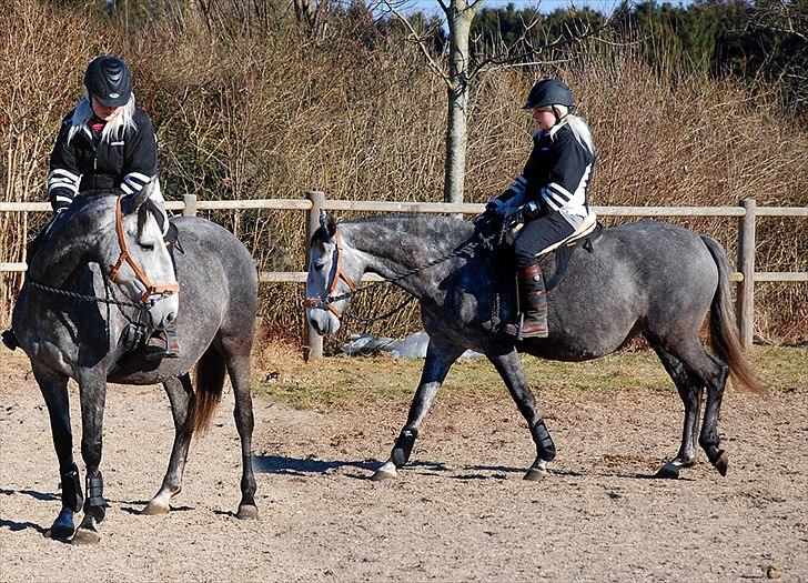 Lusitano Amêndoa - 19/02-11 - Første gang jeg rider Amêndoa, selvfølgelig uden problemer. :) billede 19