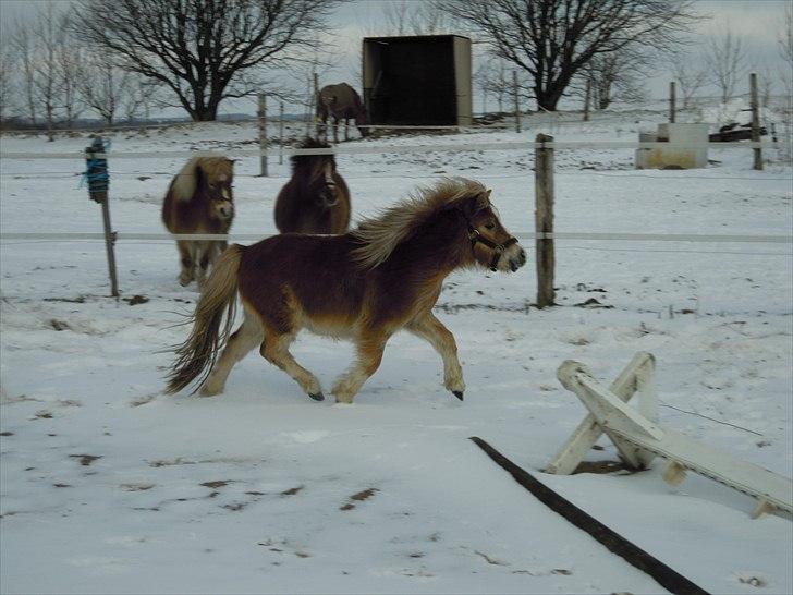 Miniature Olympia's Alicia billede 8