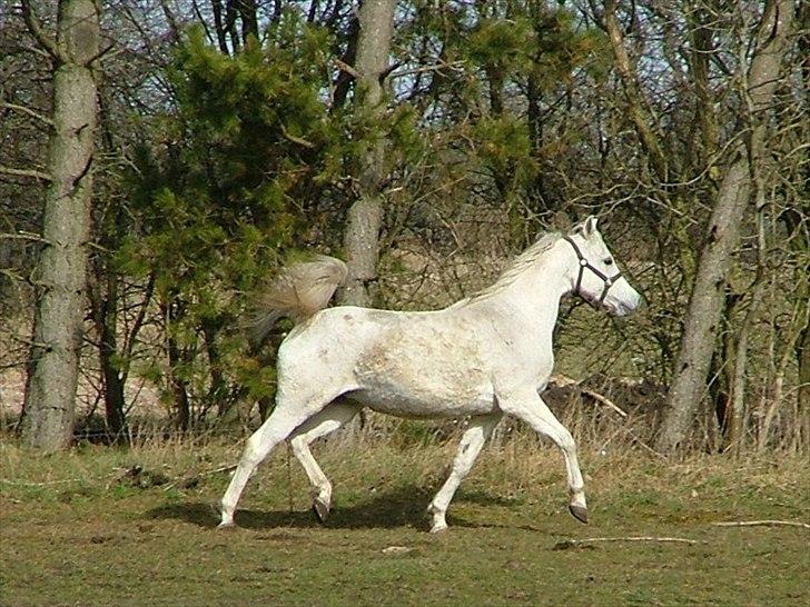 Arabisk fuldblod (OX) Faxline - rip 2016 - 01.04.2011 billede 11