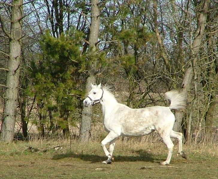 Arabisk fuldblod (OX) Faxline - rip 2016 - 01.04.2011 billede 12