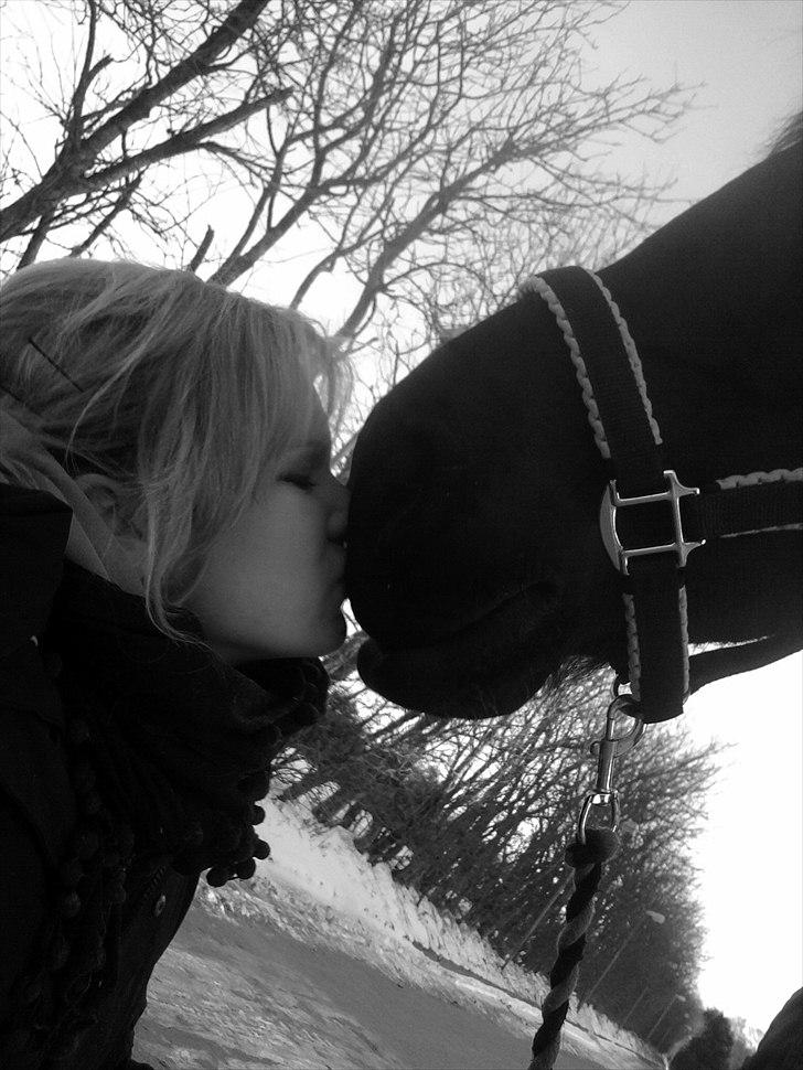 Anden særlig race Noah - ..Du har lavet om på alt, gjort det hele meget bedre.. kun fordi du er til! <3 Jeg elsker dig min drømmehest! billede 11