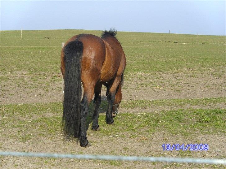 New Forest                    Sophy billede 20