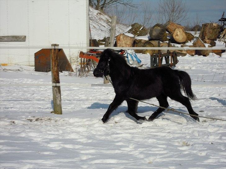 Anden særlig race Olympia's Espida (Speedy) billede 11