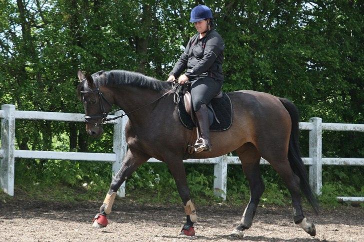 Dansk Varmblod møgelmosegårds royal dancer billede 8