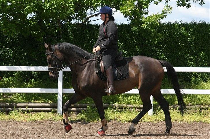 Dansk Varmblod møgelmosegårds royal dancer billede 9