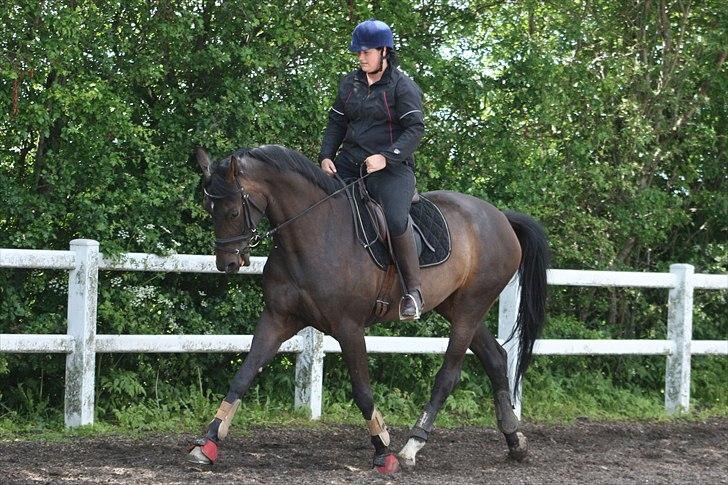 Dansk Varmblod møgelmosegårds royal dancer billede 11