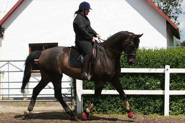 Dansk Varmblod møgelmosegårds royal dancer billede 12