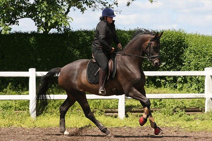 Dansk Varmblod møgelmosegårds royal dancer billede 13