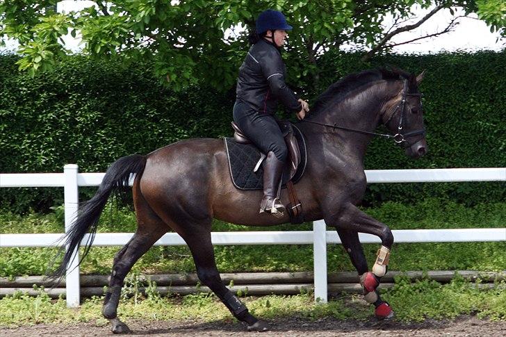 Dansk Varmblod møgelmosegårds royal dancer billede 14