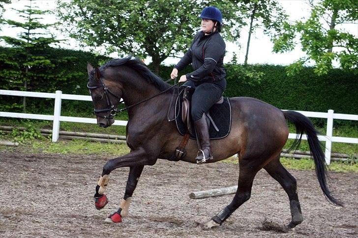 Dansk Varmblod møgelmosegårds royal dancer billede 17