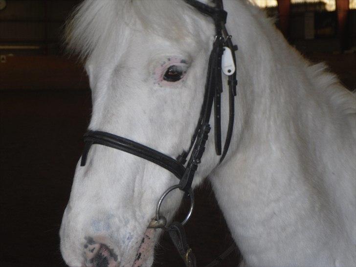 Anden særlig race Pletten |Elev pony |Rider ikke mere| - Foto: Søster billede 17