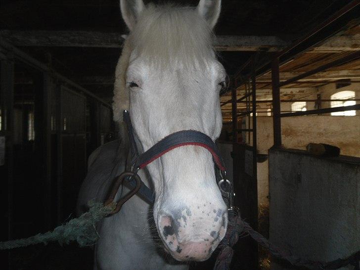 Anden særlig race Pletten |Elev pony |Rider ikke mere| - Blink blink! :-D

Foto: Mor billede 8