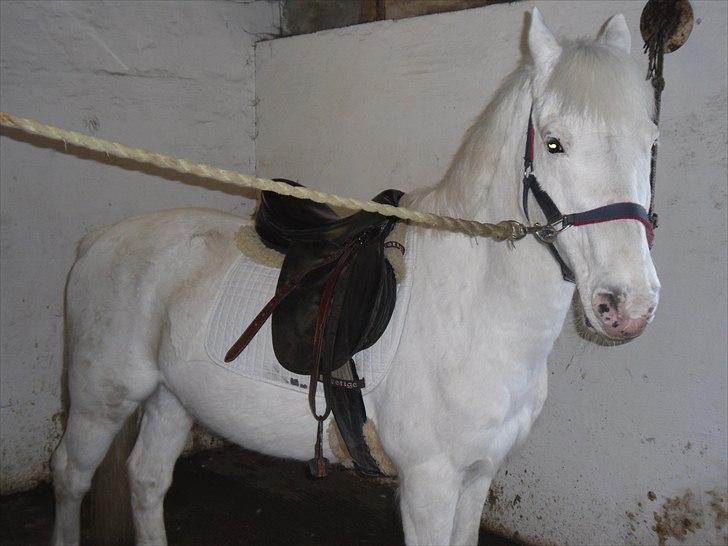 Anden særlig race Pletten |Elev pony |Rider ikke mere| - Stævne 2009

Foto: Mig billede 6