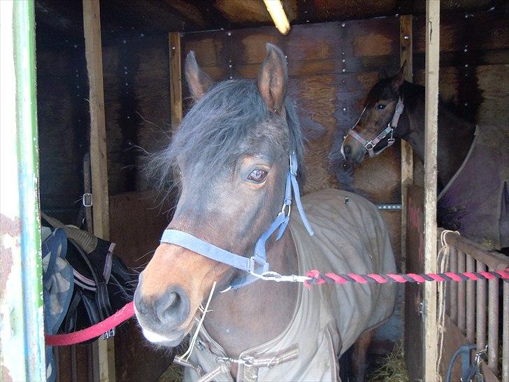 Hollandsk Sportspony Topgun billede 19