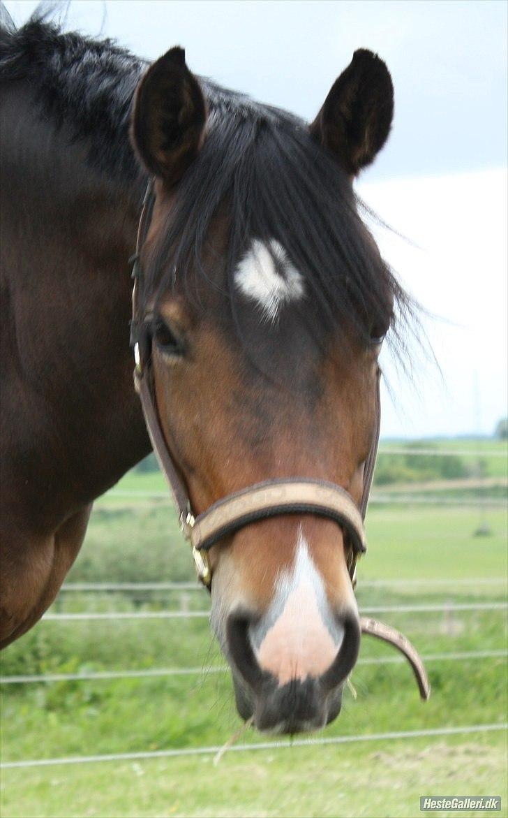 Anden særlig race Troldegårdens Bailey  - Sommer billede :) - Fotograf Julie Willems  billede 5