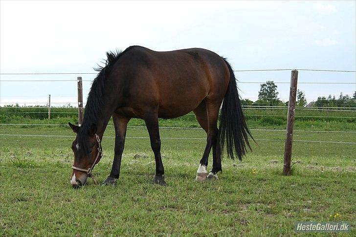 Anden særlig race Troldegårdens Bailey  - Er hun ikke bare smuk :=?  Super fotograf : JULIE WILLEMS billede 6