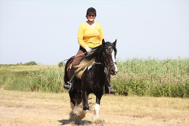 Irish Cob Doneen fan Kilewier billede 3