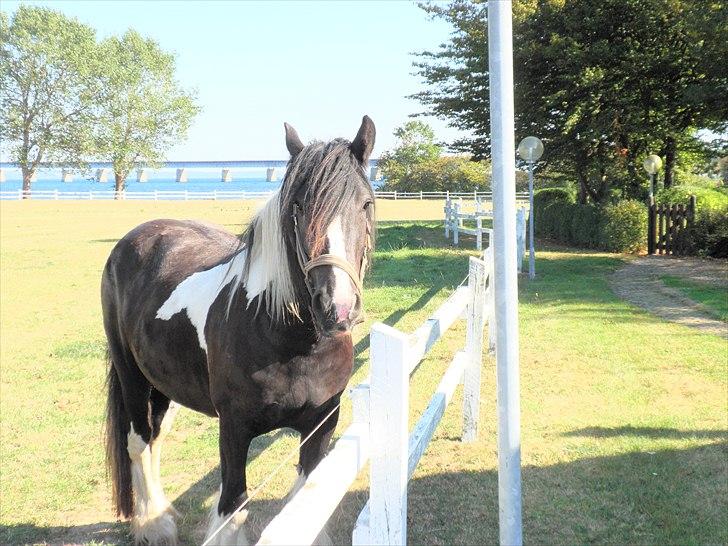 Irish Cob Doneen fan Kilewier billede 1