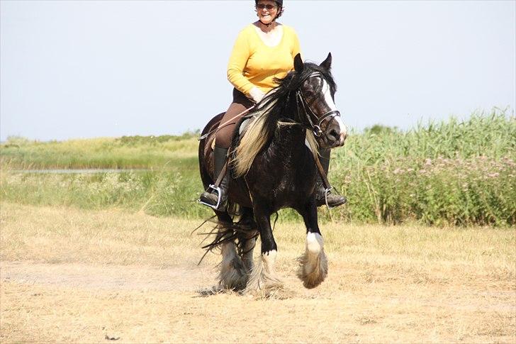 Irish Cob Doneen fan Kilewier billede 4