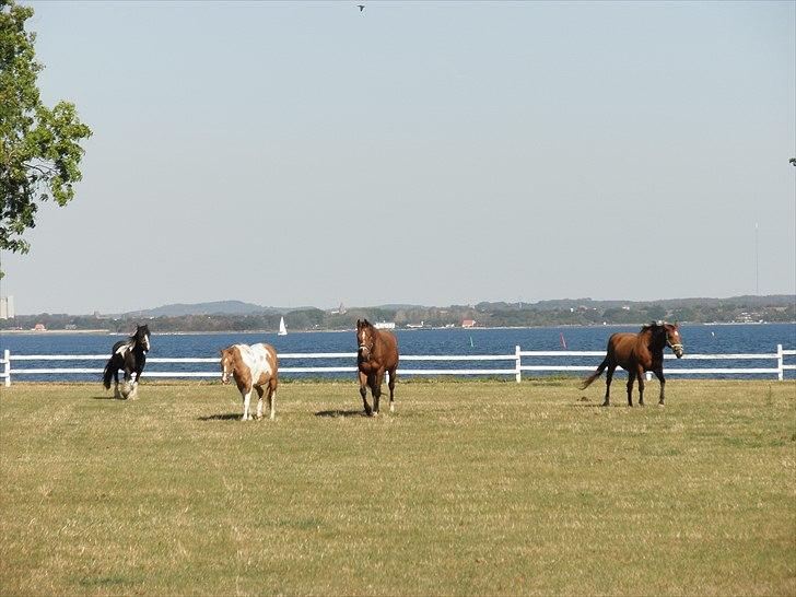 Irish Cob Doneen fan Kilewier billede 5