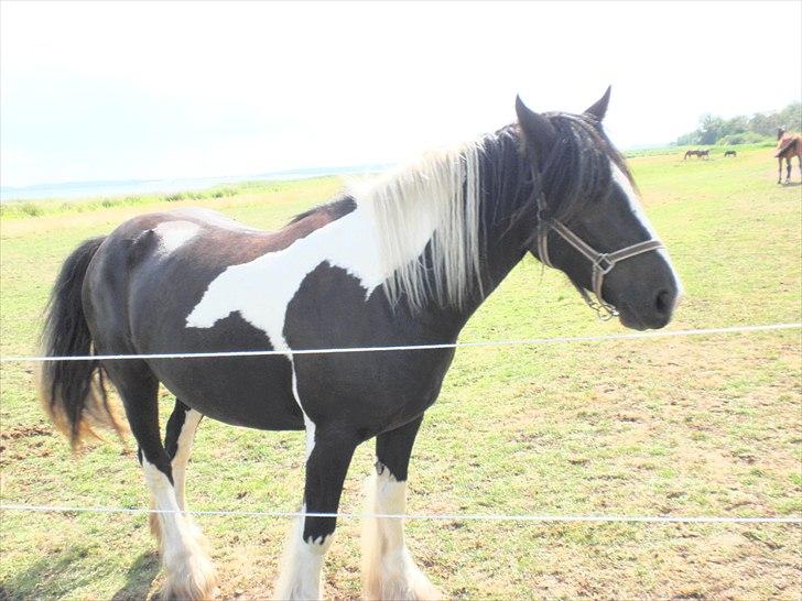 Irish Cob Doneen fan Kilewier billede 2