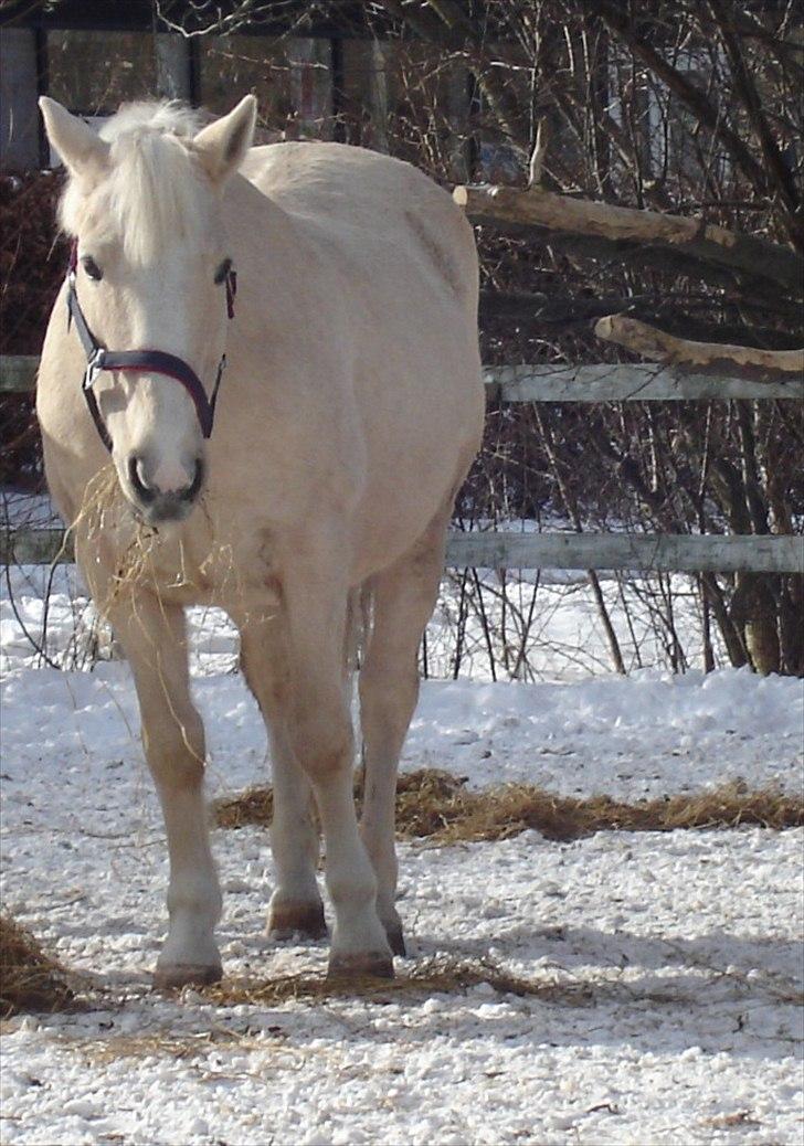 Anden særlig race Karla| Elevpony - De dovne øjne og den skæve grime, det er ægte Karla-manere! billede 3