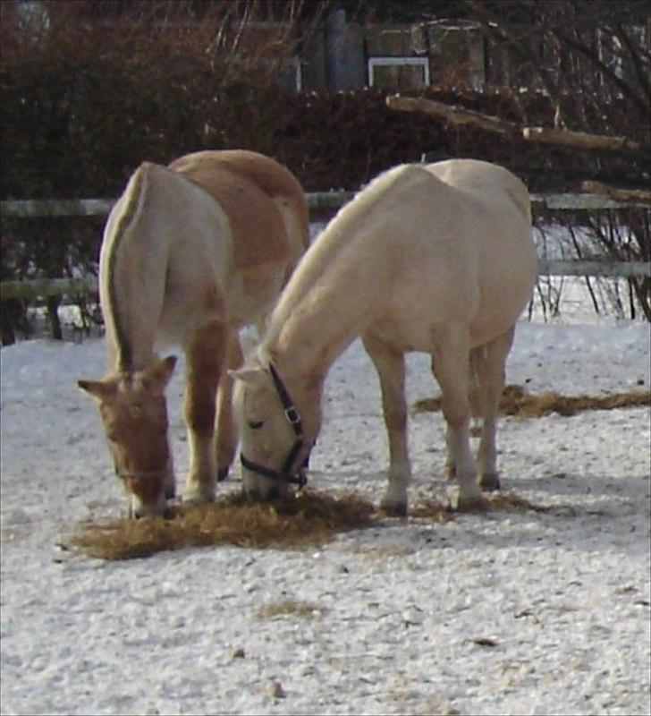 Anden særlig race Karla| Elevpony - Karla og veninden Tøsen på fold. billede 8