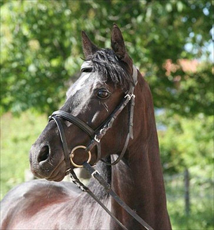 Welsh Pony af Cob-type (sec C) Broderigårdens Prins Ponto den ( s )kønne<3 - dejlige Prins

foto: Tidligere ejer 2010 billede 2