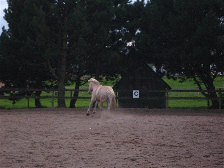 Fjordhest Ågerupgårds Surprise - Løs på ridebanen. Foto: Jeg selv ^^ :3 billede 16