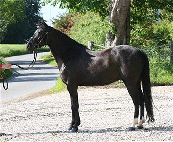 Welsh Pony af Cob-type (sec C) Broderigårdens Prins Ponto den ( s )kønne<3 - foto: tidligere ejer 2010 billede 3