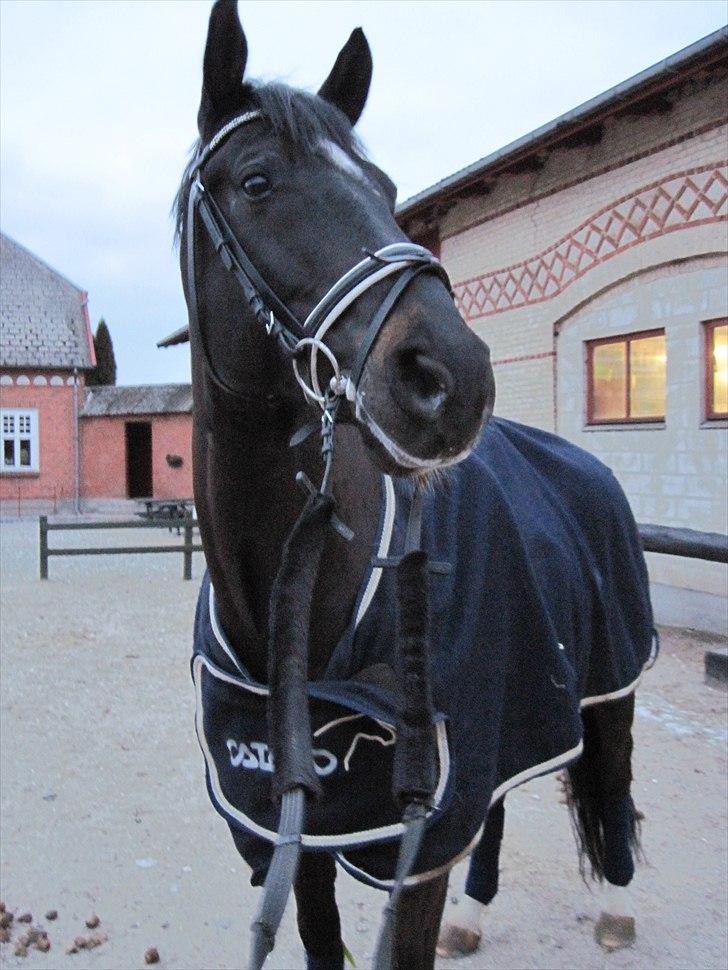 Dansk Varmblod Gørklintgårds Futurist R.I.P - Velkommen til Futte´s profil (: billede 2