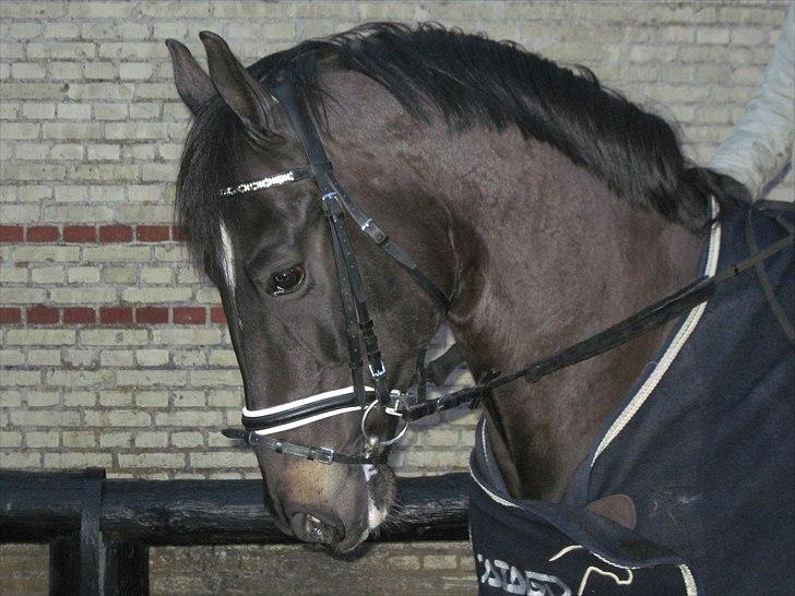 Dansk Varmblod Gørklintgårds Futurist R.I.P billede 3