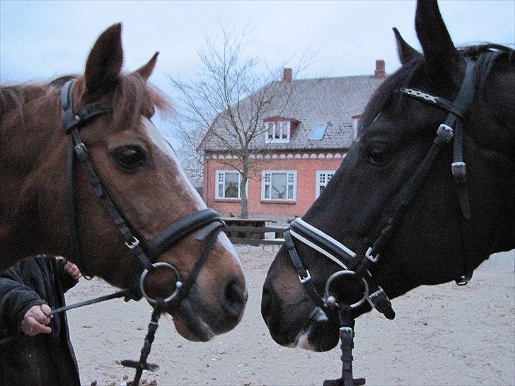 Dansk Varmblod Gørklintgårds Futurist R.I.P - Robsen og Futte <3 billede 4