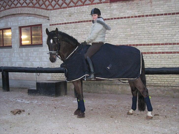 Dansk Varmblod Gørklintgårds Futurist R.I.P billede 5