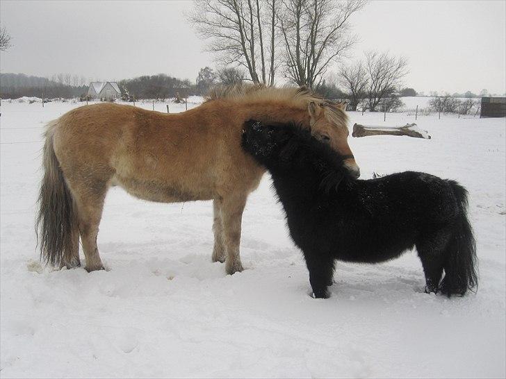 Fjordhest  Samson (Thjalfe) - Hihi, han bliv altid så stor og tyk når det er vinter, store bamsedreng! billede 2