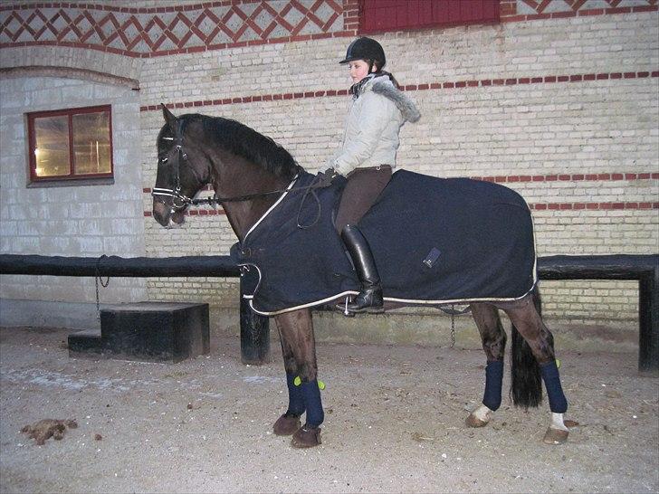 Dansk Varmblod Gørklintgårds Futurist R.I.P billede 6