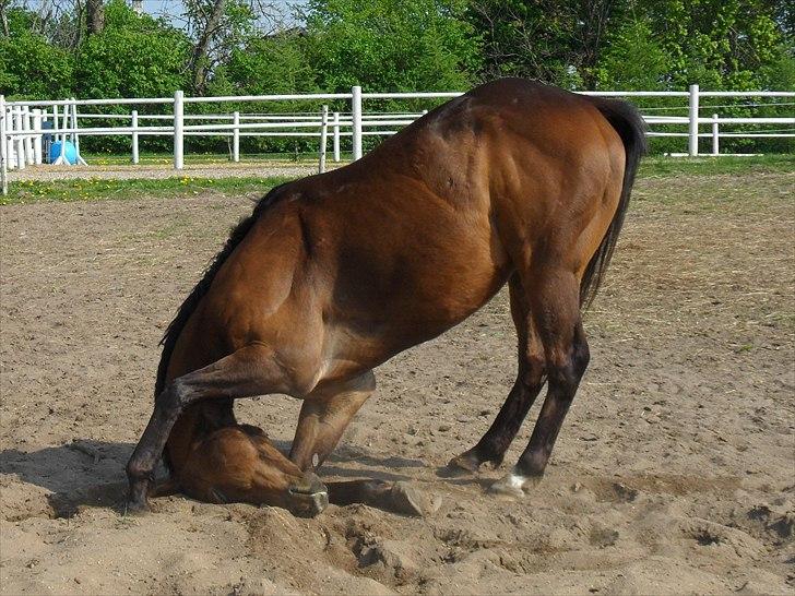 Fuldblod (XX) Perfectionist *R.I.P* - Peffe der klør pande den 6 Maj 2011 <3 billede 1