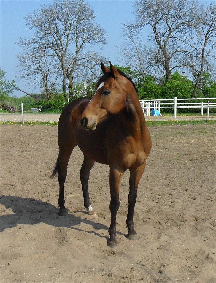 Fuldblod (XX) Perfectionist *R.I.P* - Smukke drengen den 6 Maj 2011 billede 2