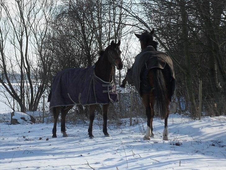 Fuldblod (XX) Perfectionist *R.I.P* billede 3