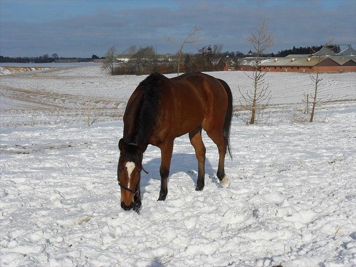 Fuldblod (XX) Perfectionist *R.I.P* - 19 Februar 2011, lige ankommet hos mig billede 4